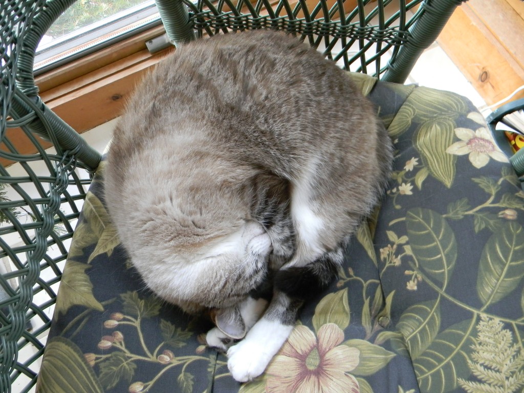 Cozy FLEXIBLE Cat