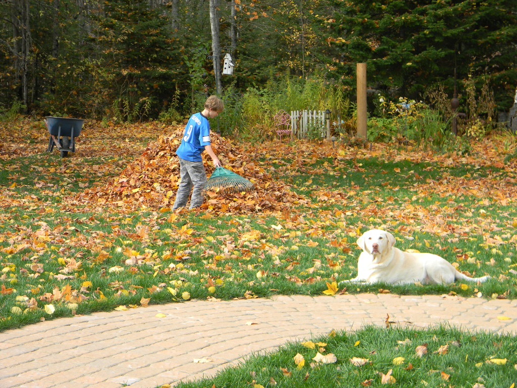 raking leaves 
