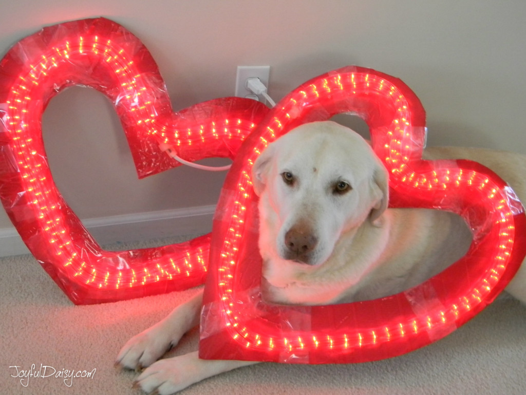 dog photo shoot with heart lights